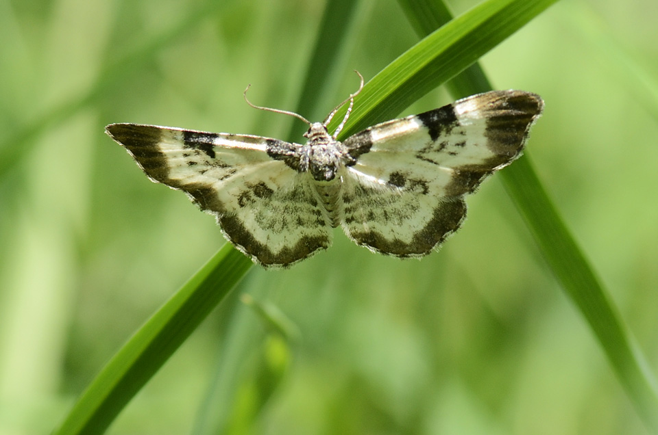 Falena 2 da id. - Melanthia alaudaria